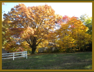 oak tree